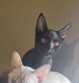 Rowan Harness -  Domestic Short Hair Cat for Adoption in Chandler, Arizona - Rowan Harness | PetCurious