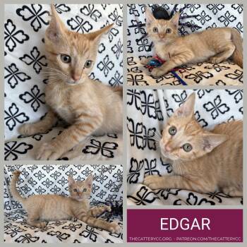 Edgar -  Domestic Short Hair Cat for Adoption in Corpus Christi, Texas - Edgar | PetCurious