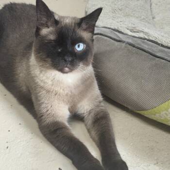 Winks 3365709 -  Siamese Cat for Adoption in Lee