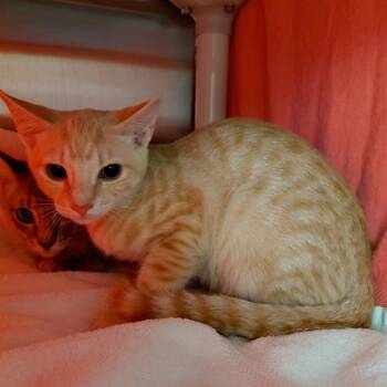 Rescue Domestic Short Hair Cats for Adoption - A562677 | PetCurious
