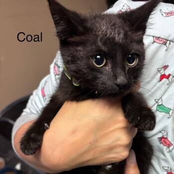 Coal -  Domestic Short Hair Cat for Adoption in New York, New York - Coal | PetCurious