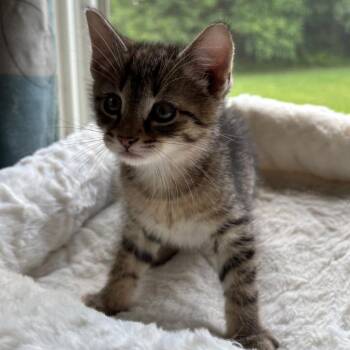 Oakley in Spring Grove, PA -  Domestic Short Hair Cat Available for Adoption - Oakley In Spring Grove, PA | PetCurious