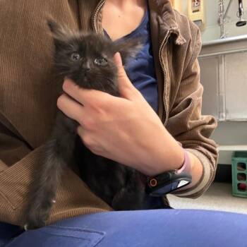 Felicity -  Domestic Long Hair Cat for Adoption in Durango, Colorado - Felicity | PetCurious