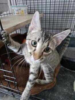 Galliano -  Domestic Short Hair Cat for Adoption in River Ridge, Louisiana - Galliano | PetCurious