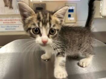 Rescue Domestic Short Hair Cats for Adoption in Gray, Louisiana - Sugar Plum | PetCurious