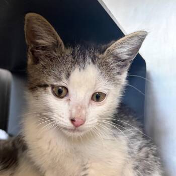 Lance -  Domestic Short Hair Cat for Adoption in Chicago, Illinois - Lance | PetCurious