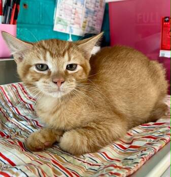 Teagan -  Domestic Short Hair Cat for Adoption in Moundsville, West Virginia - Teagan | PetCurious