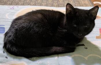 Rescue Domestic Medium Hair Cats for Adoption in Youngsville, North Carolina - Moonshadow25 | PetCurious