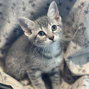 Brook -  Domestic Short Hair Cat for Adoption in Matteson, Illinois - Brook | PetCurious