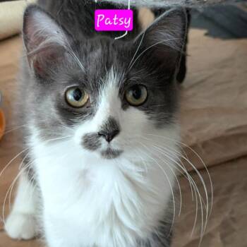 Patsy -  Domestic Medium Hair Cat for Adoption in Jessup, Maryland - Patsy | PetCurious