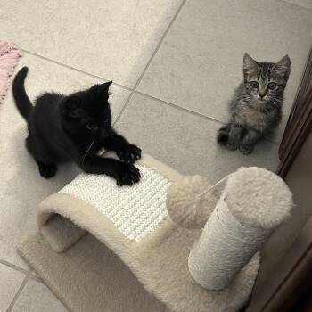 Jaguar -  Domestic Short Hair Cat for Adoption in West Palm Beach, Florida - Jaguar | PetCurious