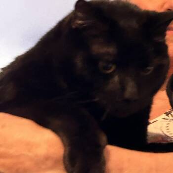 Domestic Short Hair Cats Available for Adoption in Lakewood, Colorado - Puma | PetCurious