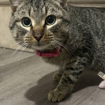 Domestic Short Hair Cats Available for Adoption - Boyd | PetCurious