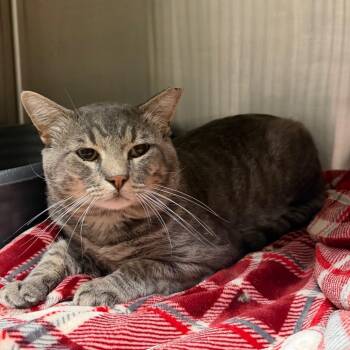 Achilles -  Domestic Short Hair Cat for Adoption in Cody, Wyoming - Achilles | PetCurious