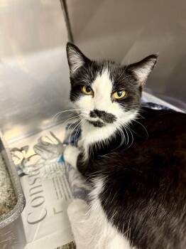 Rescue Domestic Short Hair Cats for Adoption in Exeter, Rhode Island - Snowdrop | PetCurious