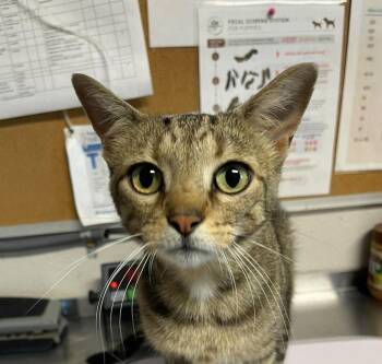 Quinn -  Domestic Short Hair Cat for Adoption in Bolivar, Missouri - Quinn | PetCurious