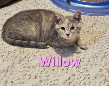 Willow -  Domestic Short Hair Cat for Adoption in Hartville, Ohio - Willow | PetCurious