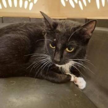 Moon Pie -  Domestic Short Hair Cat for Adoption in New York, New York - Moon Pie | PetCurious