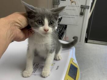 COPPER -  Domestic Short Hair Cat for Adoption in Visalia, California - COPPER | PetCurious