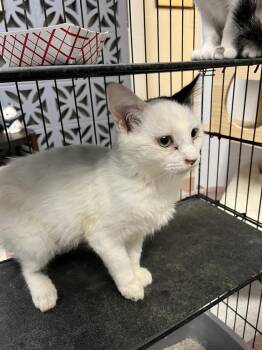 Rami -  Domestic Medium Hair Cat for Adoption in Ontario, California - Rami | PetCurious