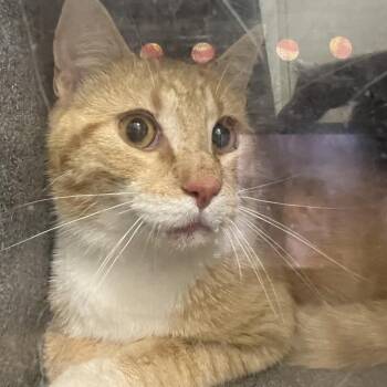71238 -  Domestic Short Hair Cat for Adoption in Harrisonburg, Virginia - 71238 | PetCurious
