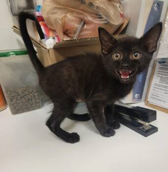 Rescue Domestic Short Hair Cats for Adoption in Blue Springs, Missouri - Calliope | PetCurious