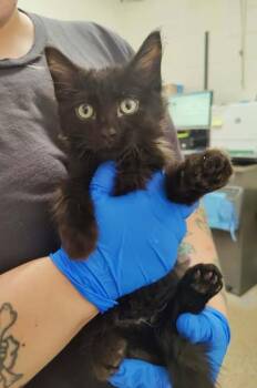 Lucca -  Domestic Short Hair Cat for Adoption in Fruit Heights, Utah - Lucca | PetCurious