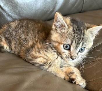 Taffy -  Domestic Short Hair Cat for Adoption in Quakertown, Pennsylvania - Taffy | PetCurious