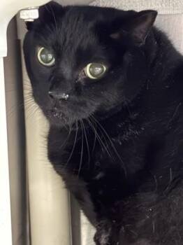 Moto-Moto -  Domestic Short Hair Cat for Adoption in Cobourg, Ontario - Moto-Moto | PetCurious