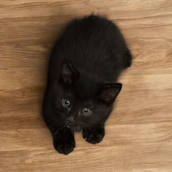 Domestic Medium Hair Cats Available for Adoption - Pancho | PetCurious