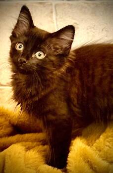 Lupe -  Domestic Medium Hair Cat for Adoption in San Antonio, Texas - Lupe | PetCurious