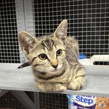 Carli -  Tabby and Domestic Short Hair Cat for Adoption in Columbia, South Carolina - Carli | PetCurious