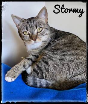 Domestic Short Hair Cats Available for Adoption - Stormy | PetCurious