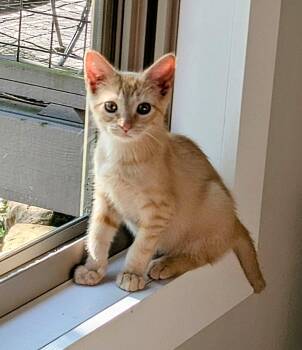 Tigger -  American Shorthair Cat for Adoption in Fort Payne, Alabama - Tigger | PetCurious