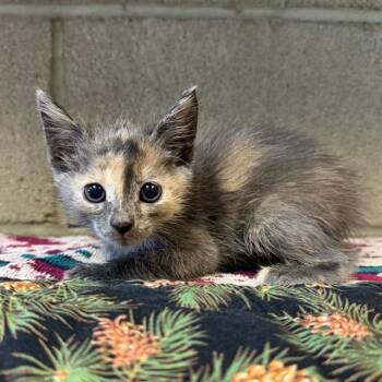 INKY -  Domestic Short Hair Cat for Adoption in Riverside, California - INKY | PetCurious