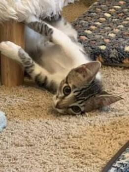 HAMSTER -  Domestic Short Hair Cat for Adoption in Sacramento, California - HAMSTER | PetCurious