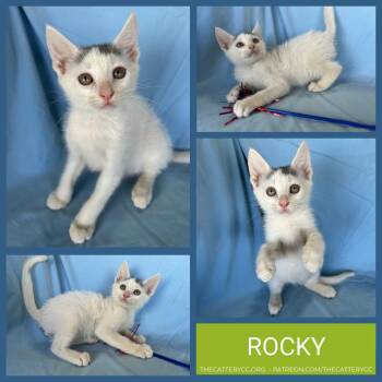 Rocky -  Domestic Short Hair Cat for Adoption in Corpus Christi, Texas - Rocky | PetCurious
