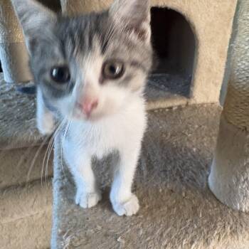 Siggi -  Domestic Short Hair Cat for Adoption in Ontario, New York - Siggi | PetCurious
