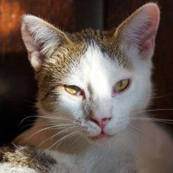 Andre -  Domestic Short Hair Cat for Adoption in Jackson, Wyoming - Andre | PetCurious