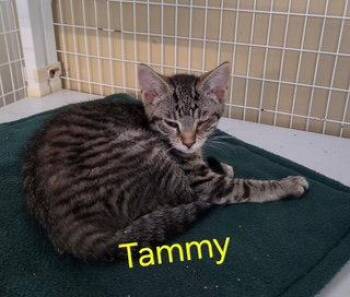 Domestic Short Hair and Tabby Cats Available for Adoption in Williamsburg, Iowa - Tammy (Available Est 6/19/26) | PetCurious