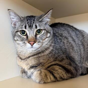 Tristan -  American Shorthair Cat Available for Adoption in Cody, Wyoming - Tristan | PetCurious