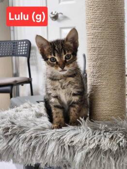 Lulu (In foster) -  Domestic Medium Hair Cat for Adoption in PORT WENTWRTH, Georgia - Lulu (In Foster) | PetCurious
