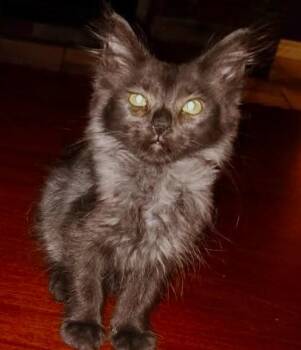 Mr. Sterling -  Maine Coon and Domestic Long Hair Cat for Adoption in New Braunfels, Texas - Mr. Sterling | PetCurious