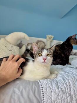 Miso -  Domestic Short Hair Cat for Adoption in Ramsey, New Jersey - Miso | PetCurious