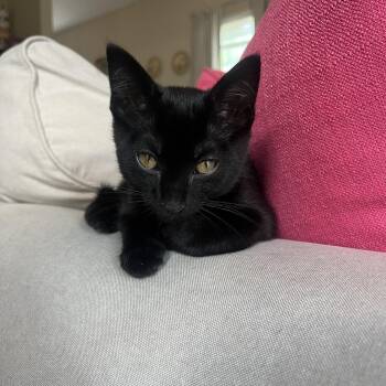 Mint -  Domestic Short Hair Cat Available for Adoption in MS STATE UNIV, Mississippi - Mint | PetCurious
