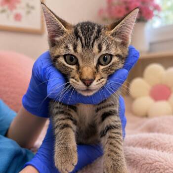 Catrick Swaze -  Domestic Short Hair Cat for Adoption in Marshall, Texas - Catrick Swaze | PetCurious