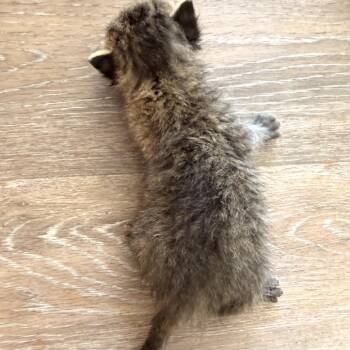 Domestic Short Hair Cats Available for Adoption in Evensville, Tennessee - Kroger(Bella 3) | PetCurious