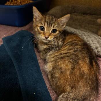 Miss Piggy -  Domestic Short Hair Cat for Adoption in Bristol, Indiana - Miss Piggy | PetCurious