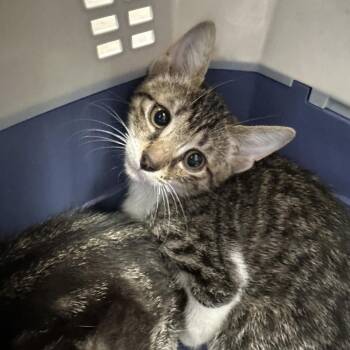 Spaghetti -  Domestic Short Hair Cat for Adoption in San Antonio, Texas - Spaghetti | PetCurious