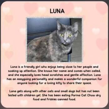 Domestic Short Hair Cats Available for Adoption - Luna | PetCurious